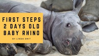 Adorable two days old baby rhino first steps. Bonding moments between mother and baby. Mothers love