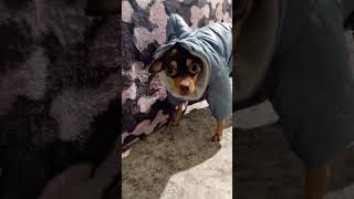 Со мной шутки плохи 😂Той терьер Дина 🤟 #той #doglover #русскийтой #dog #тойтерьер