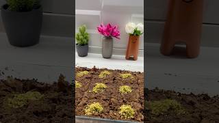 Güllaca peçete diyenler bu videoyu izlemesin 😅