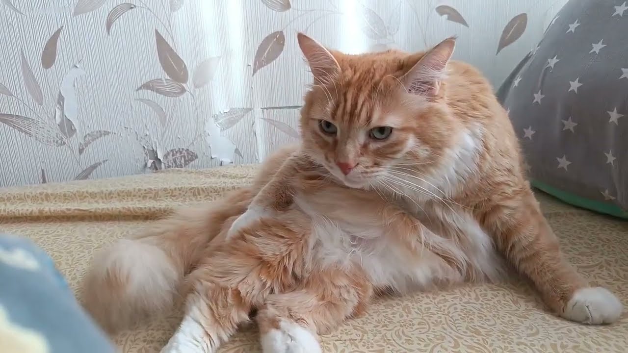 Вместе с Кузяшей❤, отдыхаем, смотрим ютуб.. 