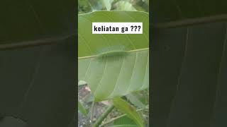 Ulat Bulu Hijau #shorts