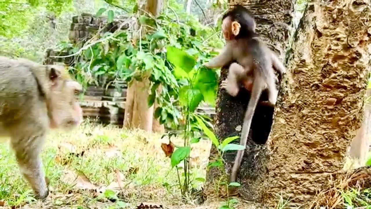 Maci learn to climb up to the tree first time & runs follow mom, Maci so cute& lovely.