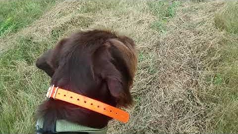 Rigby the Pudelpointer Intro to Bumper Boy