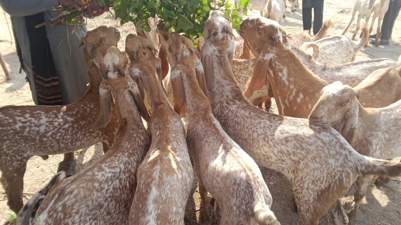 بکرا منڈی لڈن بدھ کا دن تاریخ بھائی اکتوبر