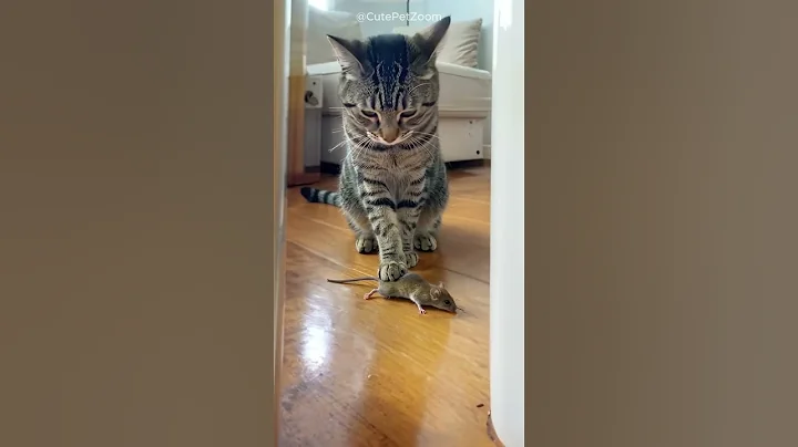 Video 11895071: cats dogs funny animals, cat mouse, cat show