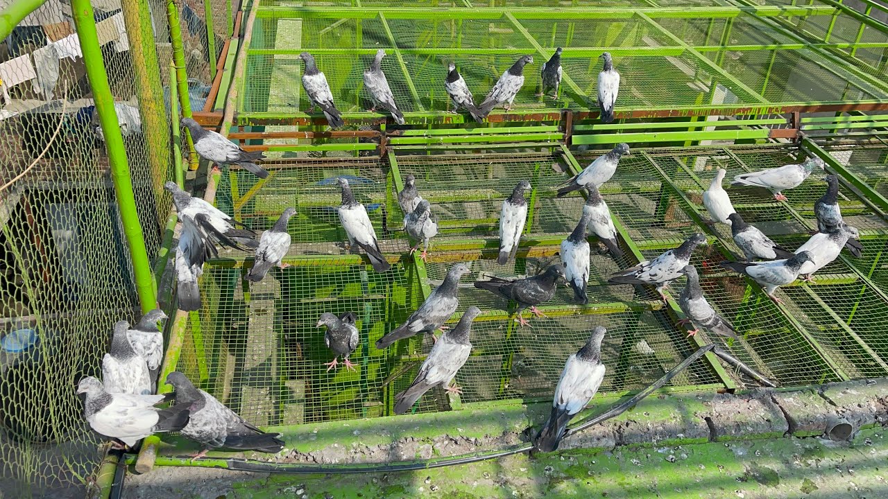 40+ Baby Pigeon’s Ki Traning “ 1 march Ka Bad in Ku Khulna Hy “