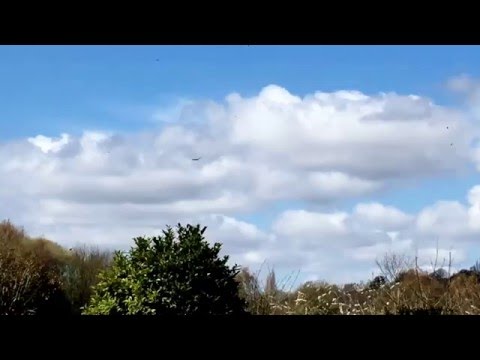 Buzzard flying around Sheffield gardens on 19th April 2016