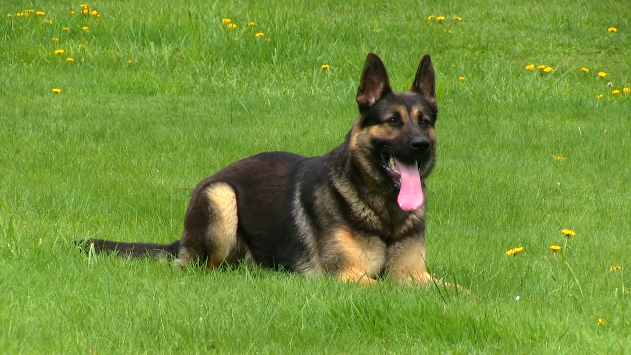 kraftwerk k9 german shepherds