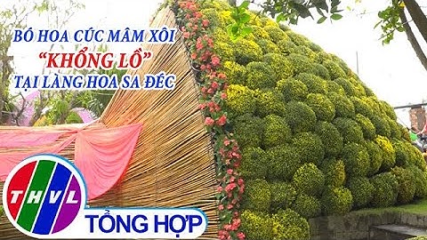 Bó hoa cúc mâm xôi “khổng lồ” tại làng hoa Sa Đéc