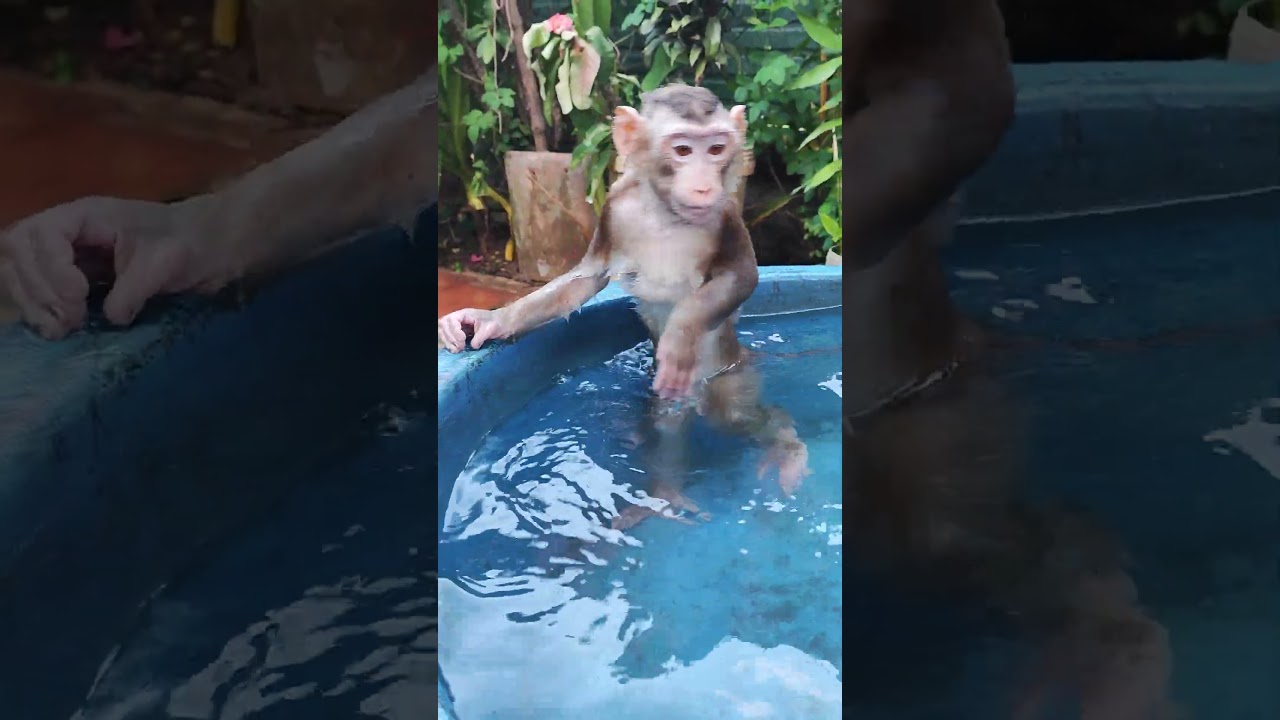 Adorable Moment! Monkey Hugs Sleeping Cat 