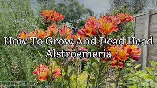 How To Grow Alstroemeria, How To Dead Head Alstroemeria, Growing Alstroemeria