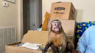 Capuchin #MonkeyBooCrew Mail Time LIVE! With MonkeyHappy