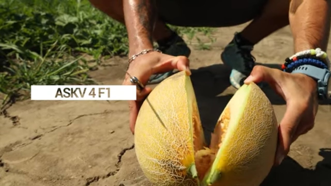 Da li se ISPLATI proizvodnja DINJE i LUBENICE?