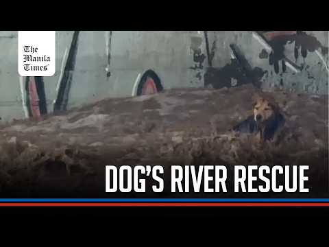 Stray dog rescued from Chile's raging Mapocho River