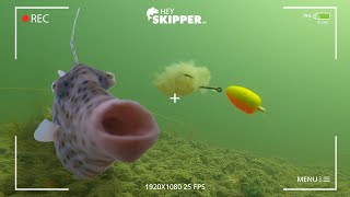 Underwater Spy Camera Whats Stealing Your Fishing Bait? Strange Fish Discovered