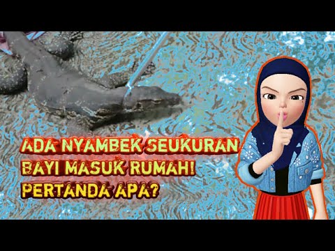 Video: Siapa Biawak Itu?