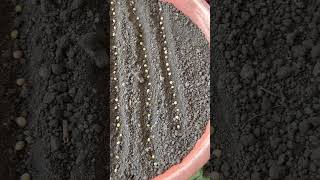 सोयाबीन बीज का जर्मीनेशन चेक करते हुए #farming #soyabean #agriculture #seeds #farmers #trending