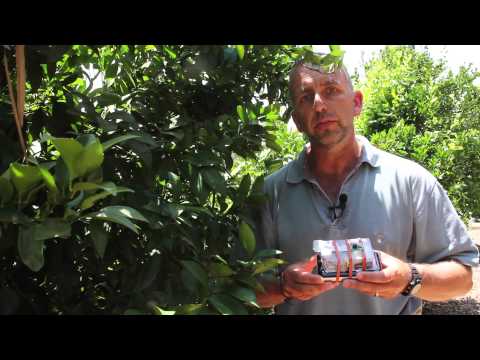 Ants and Asian Citrus Psyllids