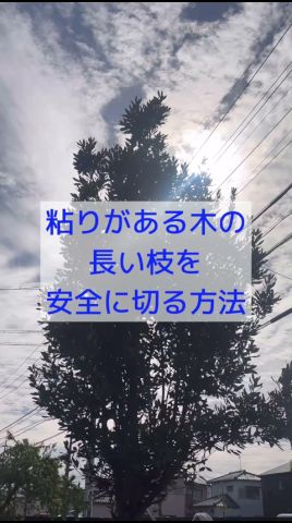 長い枝を安全に切って伐採する方法#庭師