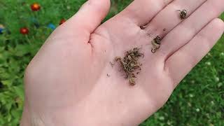 How To Collect Calendula Seeds #beginnergardening #adayinmylife #gardentips