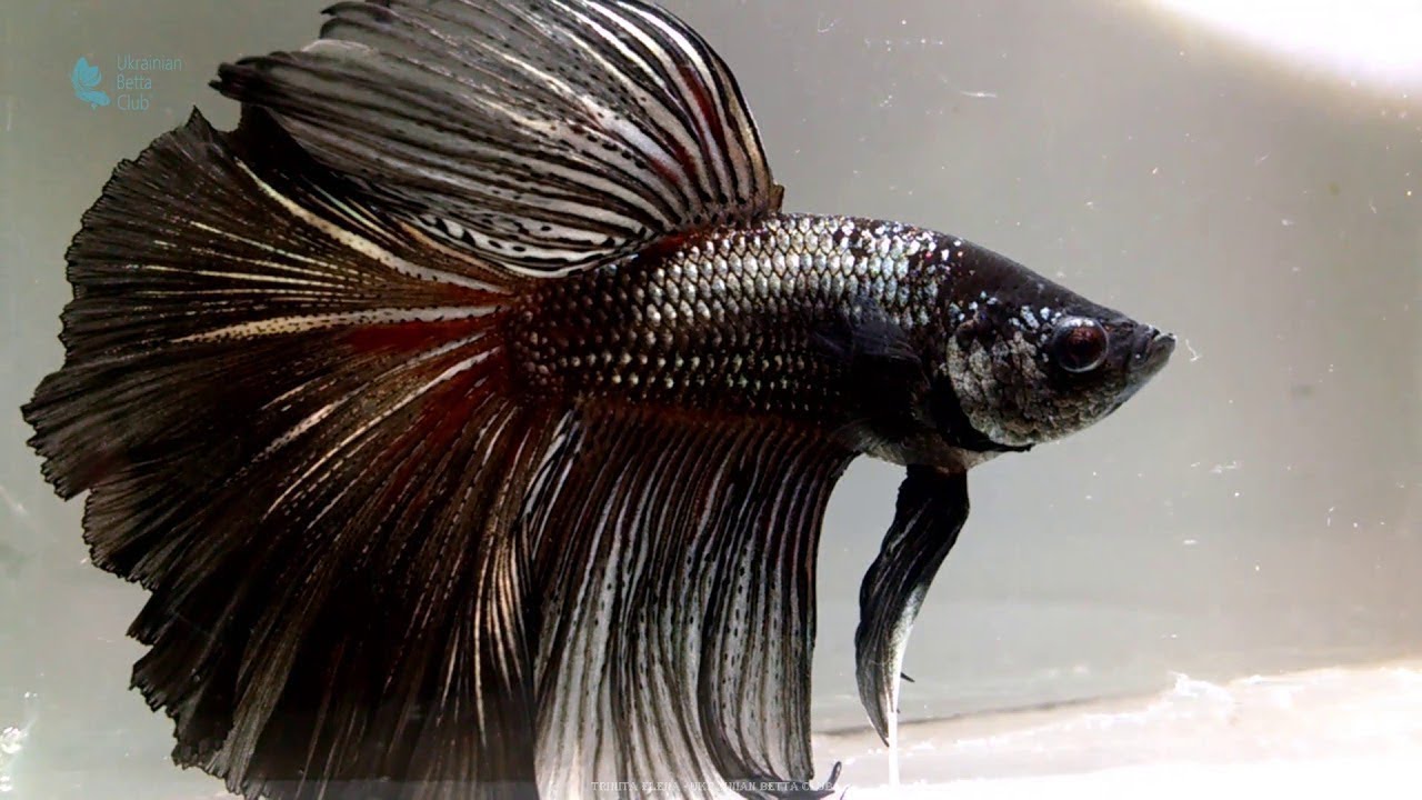 Black copper rosetail betta  (медно-чёрный розохвост)
