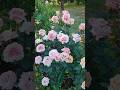 Розы в моем саду июньские цветение. Сорт Кокос Локо и Тоффи #дача #садоводничество #обзордачи #розы