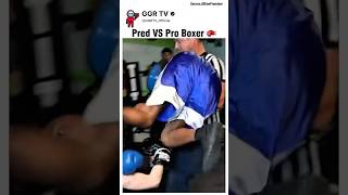 TikTok Pred Vs Pro Boxer
