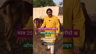 मात्र 25 हजार में गाय ख़रीदो😃 #cattlefarming152 #cattlefarming152 #cow #dairyherd #animalfarming