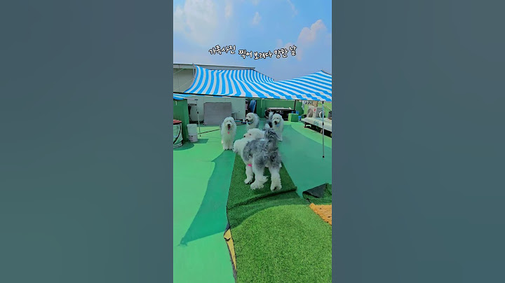 Banbebilbabe Family Life Story🩷이번에도망한가족사진ㅋ #oldenglishsheepdogfamily #sheepdogdailylife #cutedog