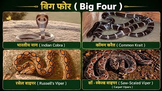 Snakebite incidents in India | Anti Venom | Cobra | Krait | Russell Viper | Carpet Viper | Dhaman