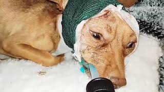 Pup’s Face Beaten W/ A Metal Stick For Innocent Curiosity He Paid For W/ His Life [Story Below] by CUDDLY 62 views 2 days ago 25 seconds
