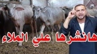 إحترس من النصابين وشوف إنت بتشتري من مين إحنا بنبيعلك بالضمان جايبلك ٦عجلات جاموس بتمن بقره هولشتاين