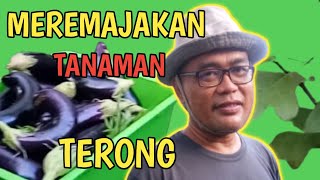 CARA MEREMAJAKAN TANAMAN TERONG