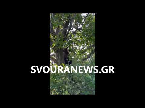 Αρκούδα σε σπίτι στη Μεσοποταμία Καστοριάς