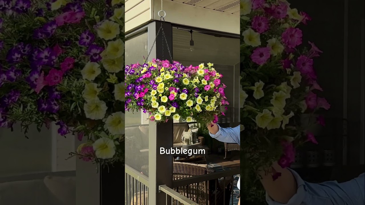 My FAVORITE summer annuals! 