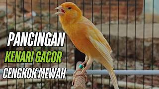 Download lagu Suara Burung Kenari Gacor! untuk Pancingan Kenari Muda Belajar Bunyi Langsung Bunyi!!
