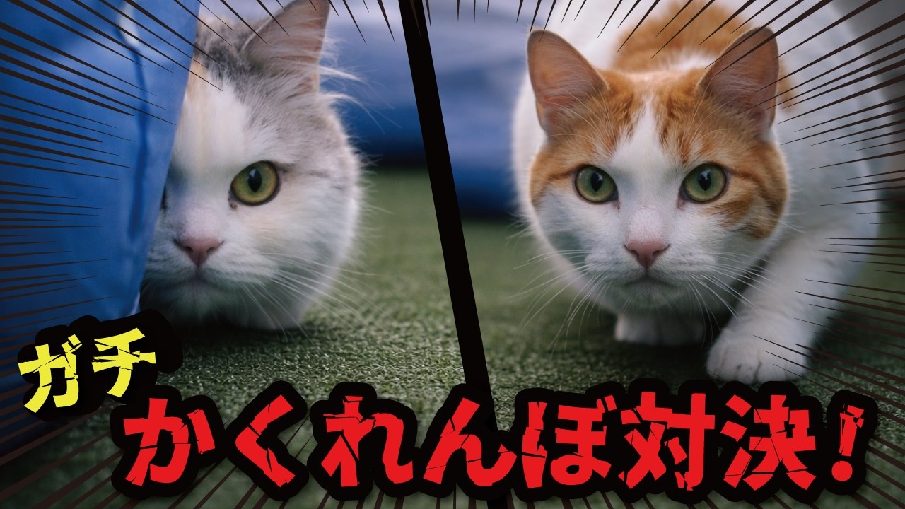 ネコ 猫たちがお庭でガチかくれんぼしてました - YouTube