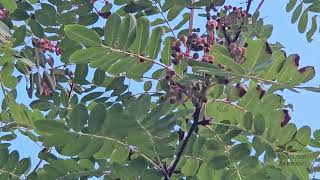 Sorbus pseudohupehensis - jeřáb hupejský