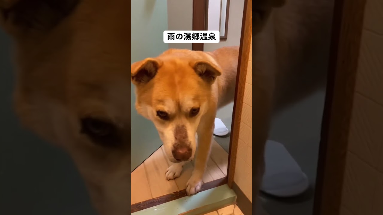 素敵な場所。 #大型犬のいる生活 #rescuedog #doggielife #癒し #可愛い #doggo #犬と旅行#シニア犬 #保護犬を家族に #doglove #dogvideos
