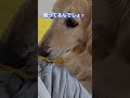 満足した後のルーティンを邪魔されいじけるゴールデンレトリバー【Golden retriver japan】#ゴールデンレトリバー#大型犬 #goldenretriever#dog #ゴロスリ