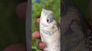 A Small Effort for Nature's Protection#fish #animals #shorts