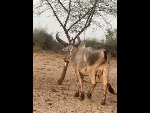 A beautiful thari cow #animals #naturesvoice #talkingnature #camel #animallife #nature #forwildlife