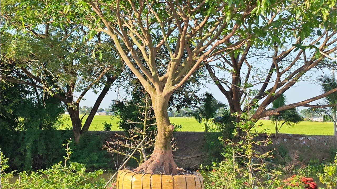 Giao lưu mai vàng tàng dù chi cành lực tự nhiên.hoành to giá mềm.Cô Chú xem hợp ý Lh ☎️0979369780.