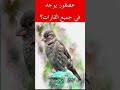 العصفور الأكثر انتشارا في العالم 