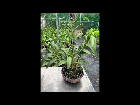Video Pensoda xưa , chậu thiết kế chậu khủng sưu tầm - youtube