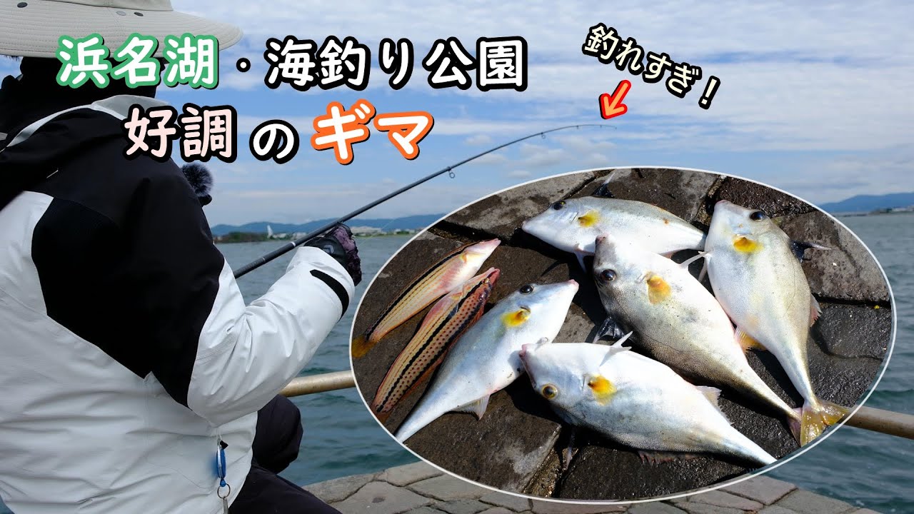 【ギマ連発！】好調の浜名湖を調査してきた【新居海釣り公園】
