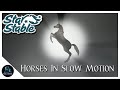 Star stable online horses in slow motion