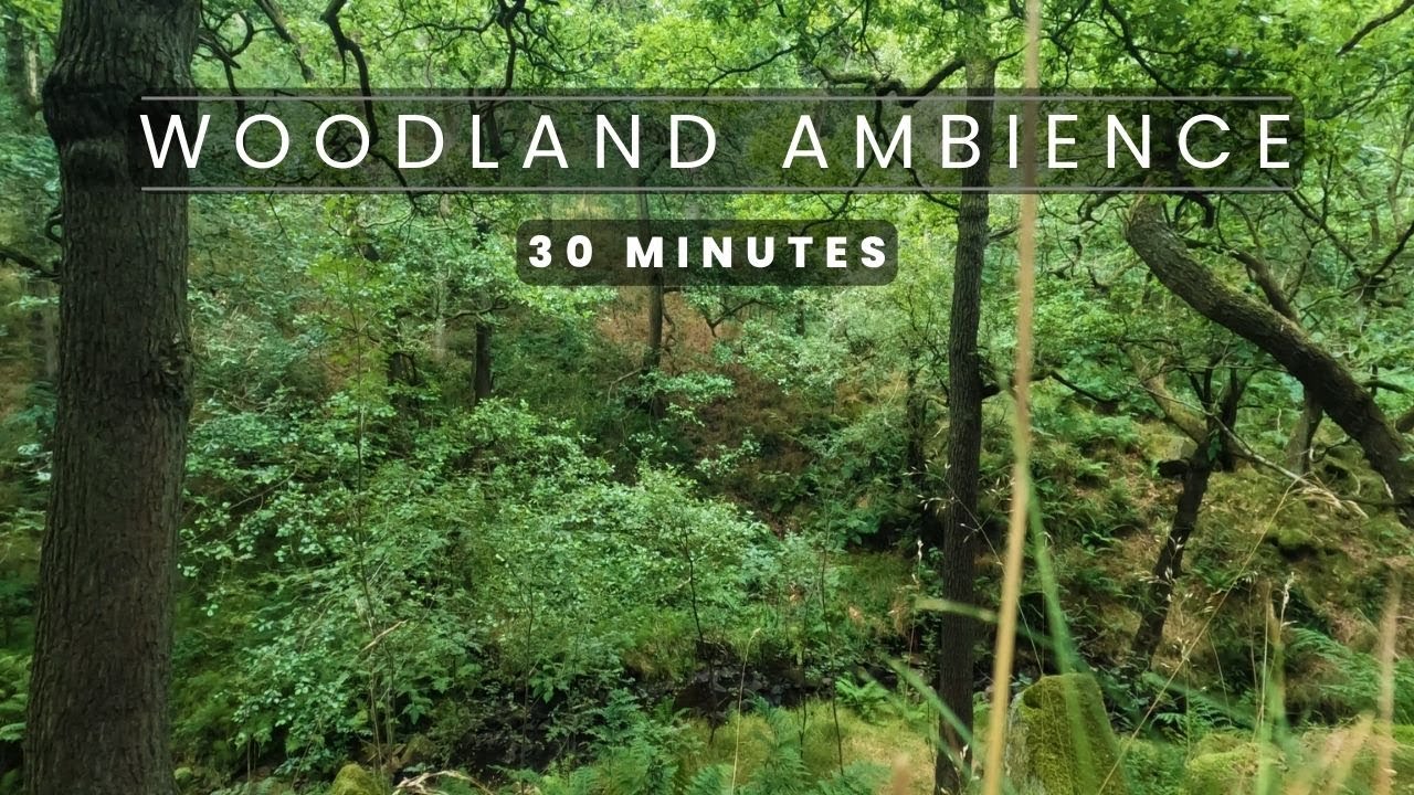 30 Minutes Woodland Ambience | Stream in the Woods