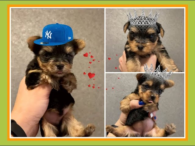 Нужно ли щенков Йорка обрабатывать от блох?! Щенкам Гретты 4 недели))))