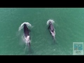 Косатки рвут добычу / Killer whales tearing prey